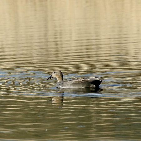 Gite De L'Etang Belval-en-Argonne المظهر الخارجي الصورة